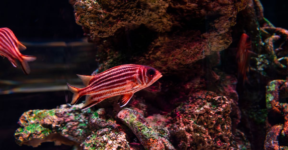 Colorful striped tropical fish swim around coral reefs in an aquarium setting.